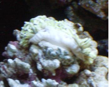 Anemone1.JPG