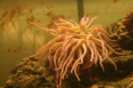 nok mere en anemone end koral?