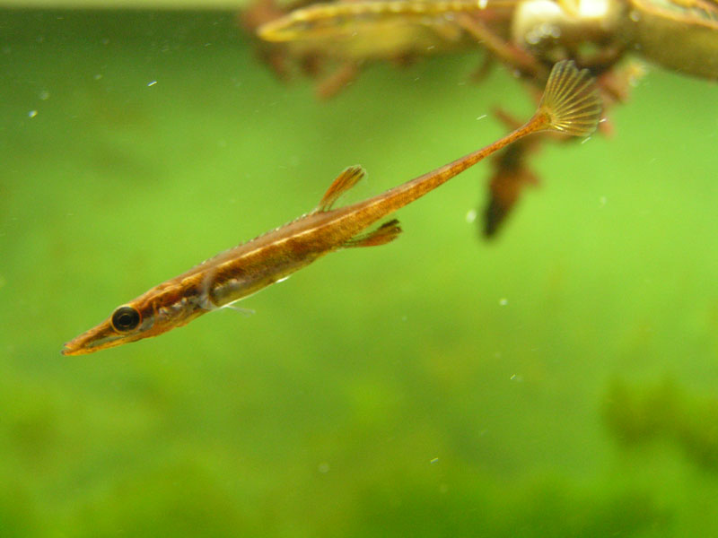 En Tangsnarre. Meget charmerende lille fisk. De er næsten håndtamme nu.
