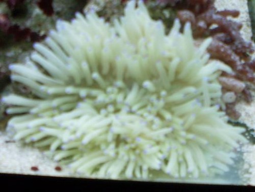 Anemone.JPG