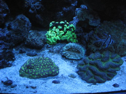 IMG_2115.JPG