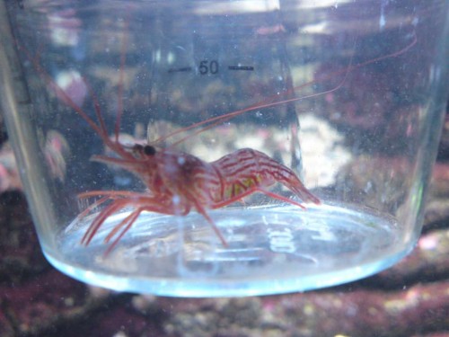 Lysmata wurdemanni.jpg