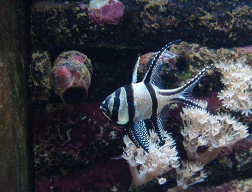 Pterapogon kauderni-1024.jpg