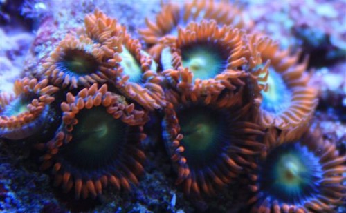 Zoanthus sp. (Small).JPG