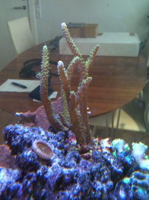 Mega nice acro fra decocean