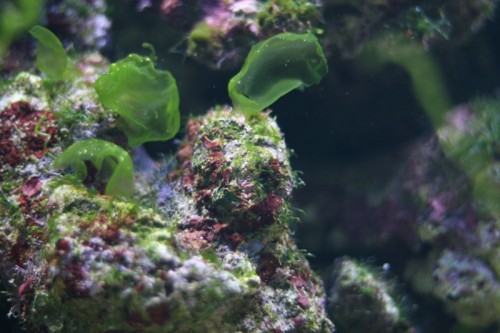 IMG_4706_small.JPG