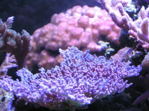 Billede 005 (Small).jpg