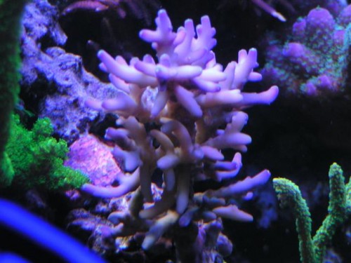 Billede 006 (Small).jpg
