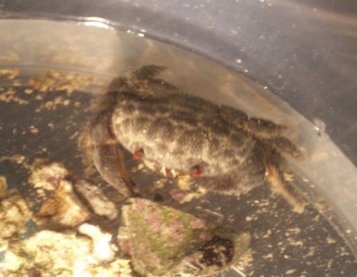 Krabbe 067-WEB.jpg (114.03 KiB) Vist 2261 gange Krabbe3cm