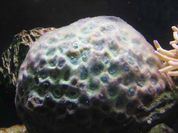 goniopora-syg.jpg