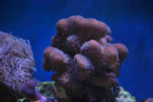 stylopora.jpg
