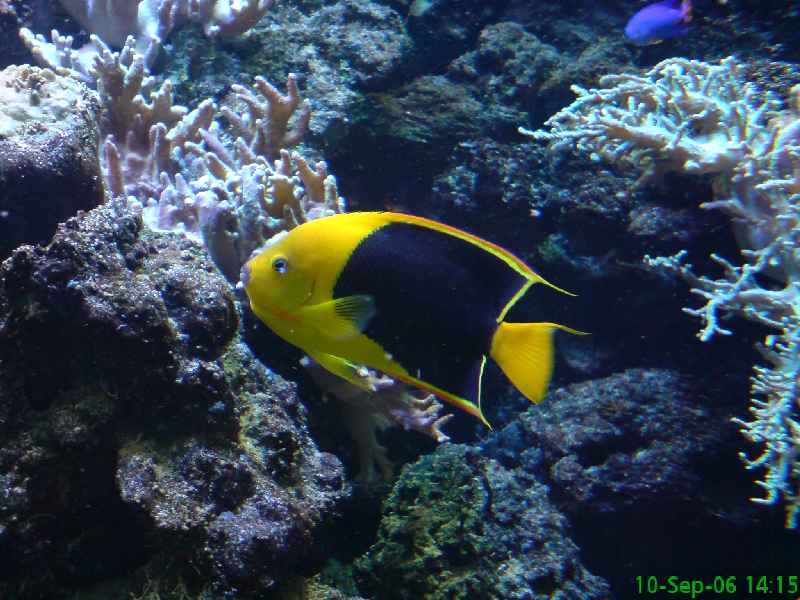 Fisk 001.jpg