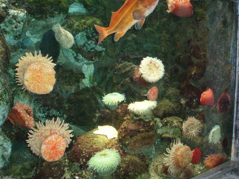 Anemoneakvarie.jpg