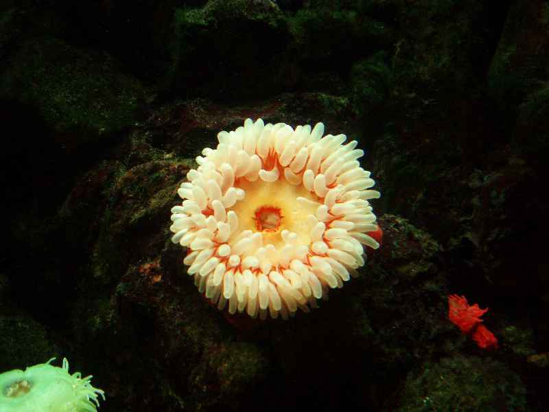 Anemone.jpg