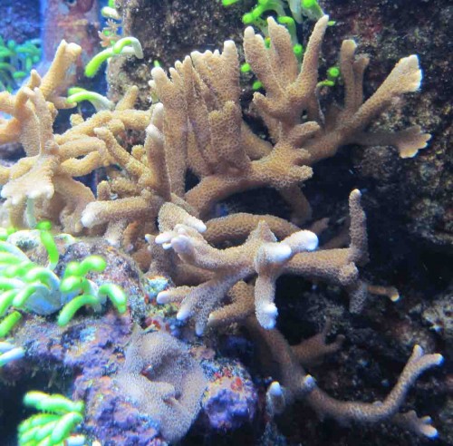 Montipora Digitata. Vokser fantastisk godt! Står lige under lyset.