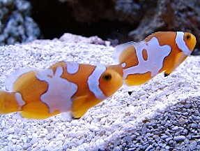 ClownfishSemiPicasso7N.jpg