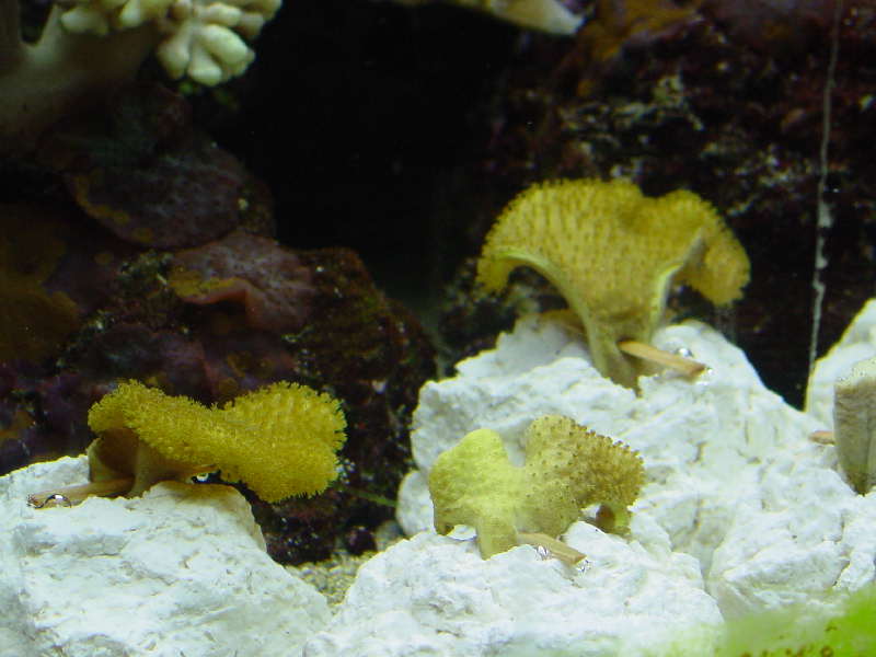 sarcophyton_frags_346.jpg