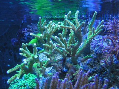 PICT0085.JPG