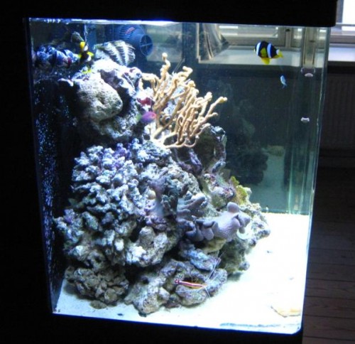 Full tank (2).JPG