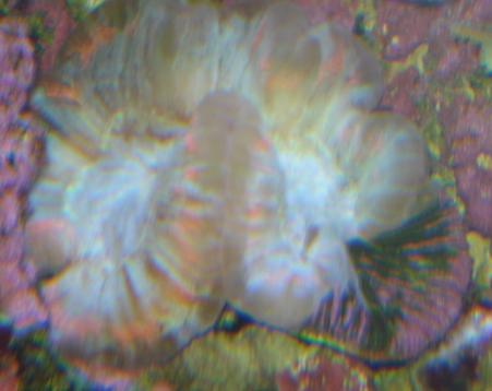 Trachyphyllia.JPG