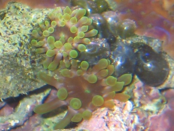 Anemonia cf. Majano