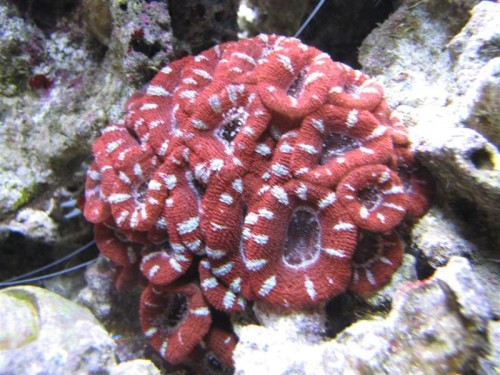 1 (8) (Medium).JPG