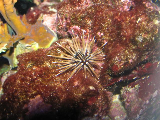 Echinometra viridis - Der ankom til min balje som hitchhiker på mine levende sten.