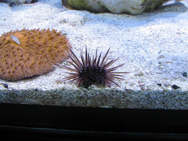 Echinometra viridis - Der ankom til min balje som hitchhiker på mine levende sten.