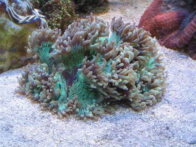 Catalaphyllia jardinei