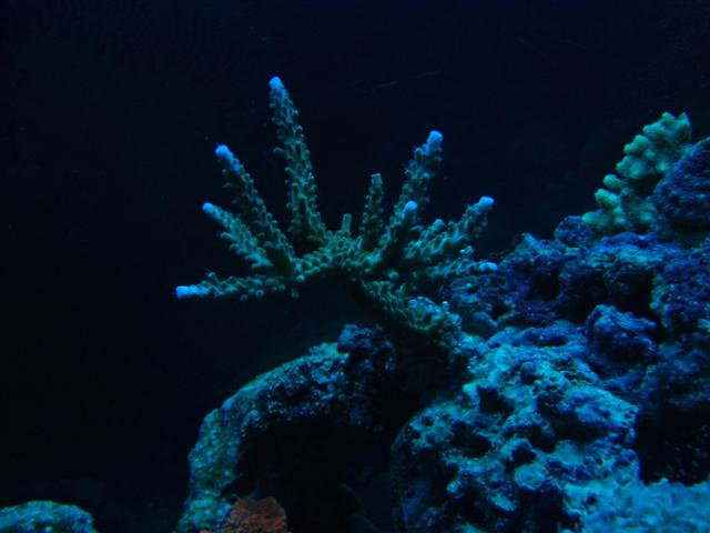 Er det ikke en acropora sp.???