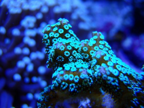 Seriatopora caliendrum.JPG
