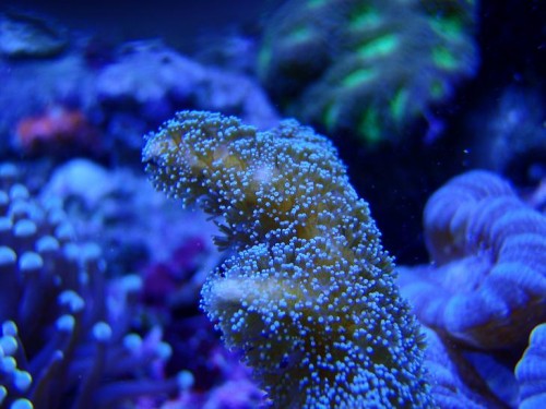 Seriatopora caliendrum ( hvid).JPG