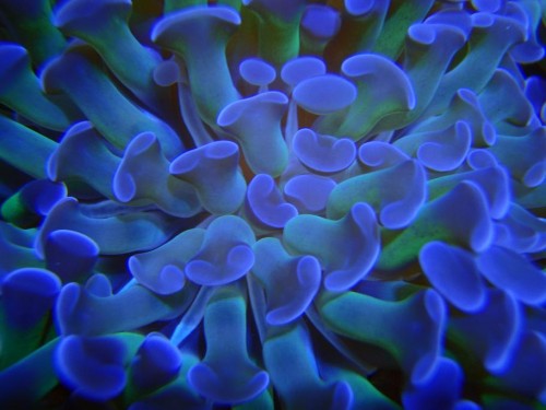 Grøn Euphyllia, lilla spidser.JPG