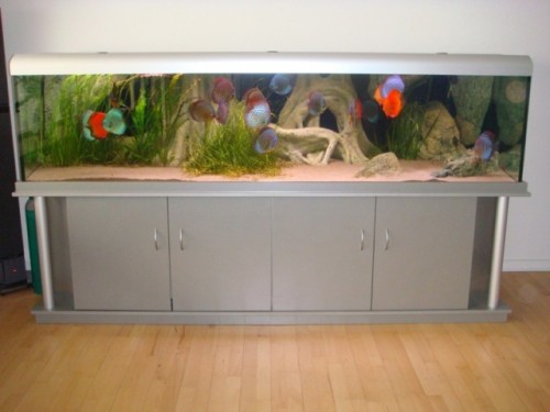 Mit sidste discus akvarium (2.5x0.7x0.6)m