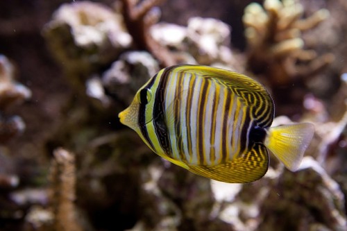 20100907  Akvarium 096.jpg