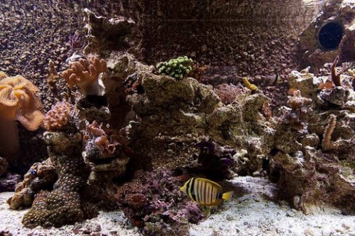 20100907  Akvarium 089.jpg