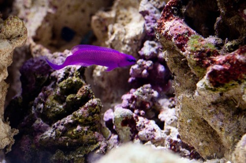 20100907  Akvarium 058.jpg
