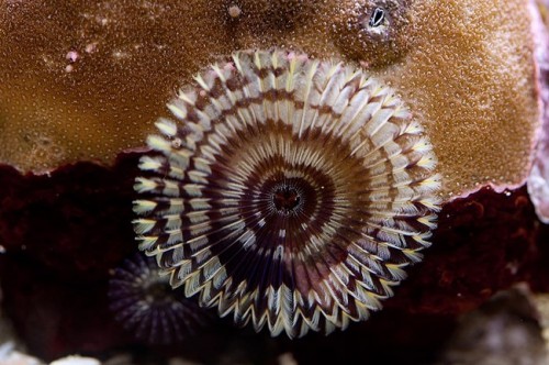 20100907  Akvarium 063.jpg