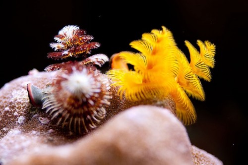 20100907  Akvarium 070.jpg