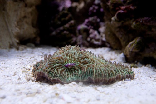 20100907  Akvarium 098.jpg