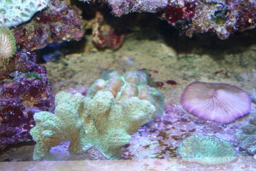 wellsophyllia ca 15 cm i dia 650.- grøn fungia 300.- orange fungia 350.- lilla/hvid fungia 350.- hydnopora large 400.-