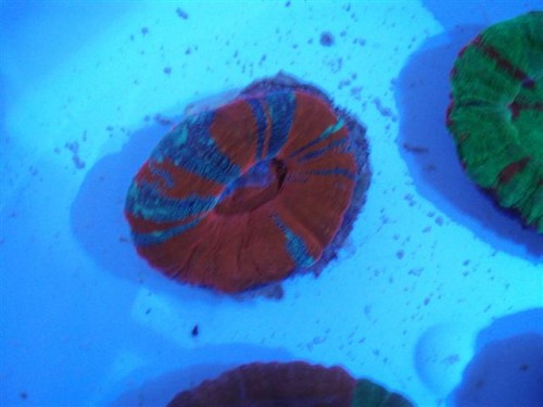 Scollymia australis 001 (Small).jpg