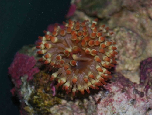 anemone.jpg