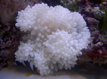 anemone.JPG
