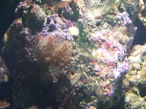 rsz_dsc00210.jpg