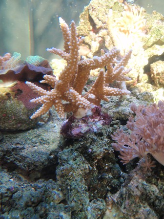 Acropora 1