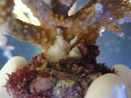 Acropora 1