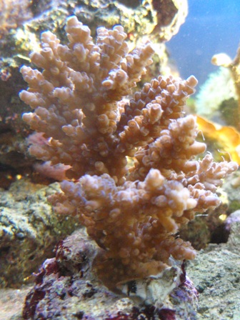 Acropora 2
