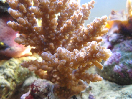 Acropora 2