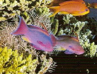 Anthias